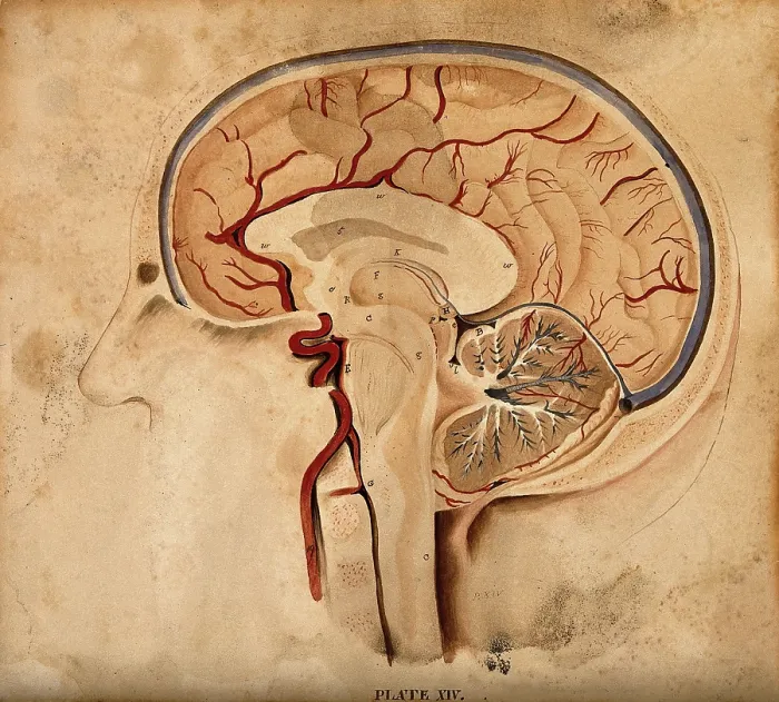 Framed Print : Brain: lateral section, 1820-1827. Creator: William Home Lizars Framed Print : Brain: lateral section, 1820-1827. Creator: William Home Lizars