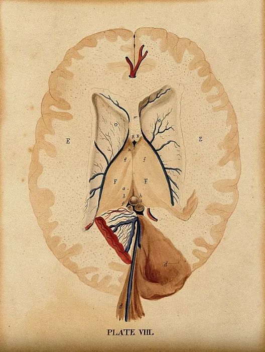Framed Print : Brain: seven figures illustrating various portions, including cross-section of... 1820-1827. Creator: William Home Lizars Framed Print : Brain: seven figures illustrating various portions, including cross-section of... 1820-1827. Creator: William Home Lizars