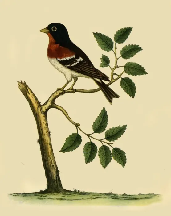 Framed Print : Brambling, 1738, (1942). Creator: Eleazar Albin