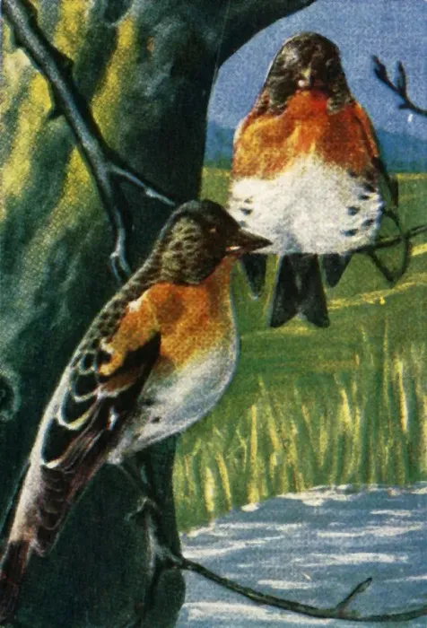 Framed Print : Bramblings, c1928. Creator: Unknown Framed Print : Bramblings, c1928. Creator: Unknown
