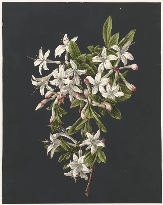 Framed Print : Branch of Azaleas in Bloom, 1831. Creator: M. de Gijselaar Framed Print : Branch of Azaleas in Bloom, 1831. Creator: M. de Gijselaar
