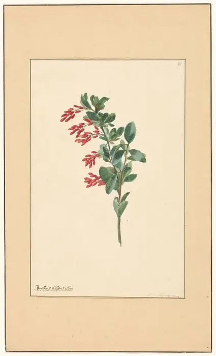 Framed Print : Branch of a barberry, c.1775-c.1825. Creator: Willem van Leen Framed Print : Branch of a barberry, c.1775-c.1825. Creator: Willem van Leen
