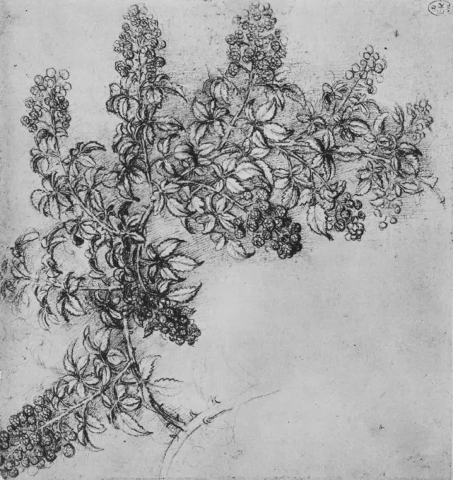 Framed Print : A Branch of Blackberry, c1480 (1945). Artist: Leonardo da Vinci Framed Print : A Branch of Blackberry, c1480 (1945). Artist: Leonardo da Vinci