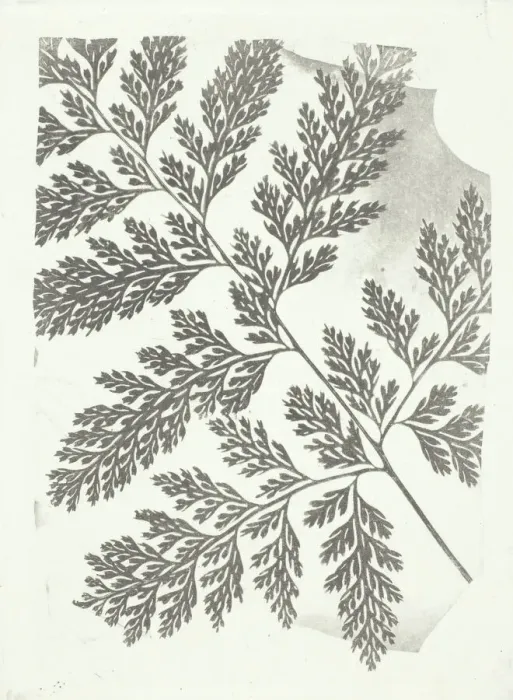 Framed Print : Branch of a Fern, c. 1853 / 58. Creator: William Henry Fox Talbot Framed Print : Branch of a Fern, c. 1853 / 58. Creator: William Henry Fox Talbot