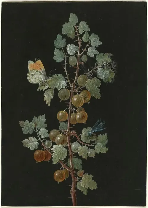 Framed Print : A Branch of Gooseberries with a Dragonfly, an Orange-Tip Butterfly, and a Caterpillar, 1725-1783. Creator: Barbara Regina Dietzsch Framed Print : A Branch of Gooseberries with a Dragonfly, an Orange-Tip Butterfly, and a Caterpillar, 1725-1783. Creator: Barbara Regina Dietzsch