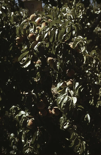 A branch of peaches in an orchard, Delta County, Colo. 1940. Creator: Russell Lee