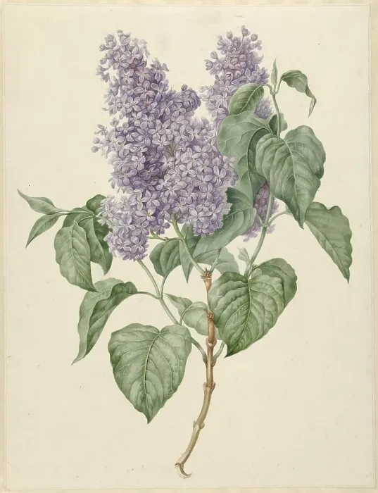 Framed Print : Branch with purple lilacs, 1786-1838. Creator: Maria Geertruida Snabilie Framed Print : Branch with purple lilacs, 1786-1838. Creator: Maria Geertruida Snabilie