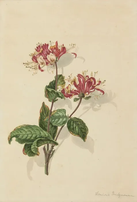 Framed Print : Branch wild honeysuckle (Lonicera periclymenum), 1750-1811. Creator: Bernhard Heinrich Thier Framed Print : Branch wild honeysuckle (Lonicera periclymenum), 1750-1811. Creator: Bernhard Heinrich Thier