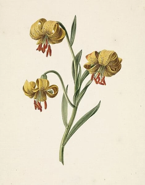 Branch with three yellow lilies, 1834. Creator: M. de Gijselaar