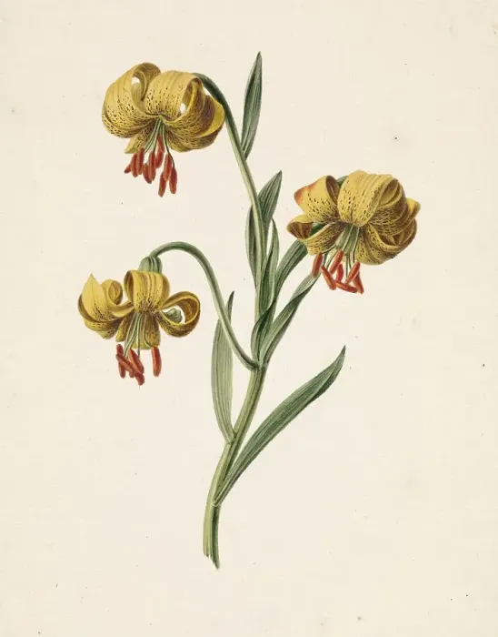 Framed Print : Branch with three yellow lilies, 1834. Creator: M. de Gijselaar Framed Print : Branch with three yellow lilies, 1834. Creator: M. de Gijselaar