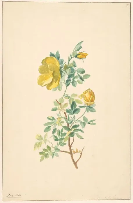Framed Print : Branch of a yellow rose (rosa lutea), c.1775-c.1825. Creator: Willem van Leen Framed Print : Branch of a yellow rose (rosa lutea), c.1775-c.1825. Creator: Willem van Leen