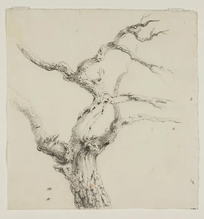 Framed Print : Branches of a Tree, c1830s. Creator: Thomas Cole Framed Print : Branches of a Tree, c1830s. Creator: Thomas Cole