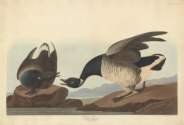 Framed Print : Brant Goose, 1837. Creator: Robert Havell Framed Print : Brant Goose, 1837. Creator: Robert Havell