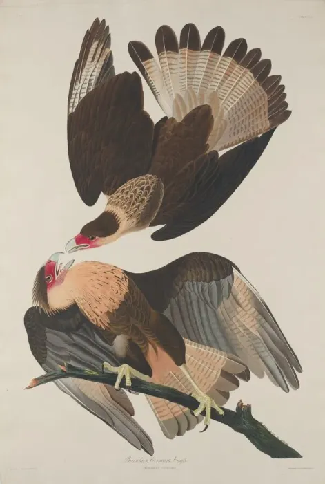 Framed Print : Brasilian Caracara Eagle, 1833. Creator: Robert Havell Framed Print : Brasilian Caracara Eagle, 1833. Creator: Robert Havell