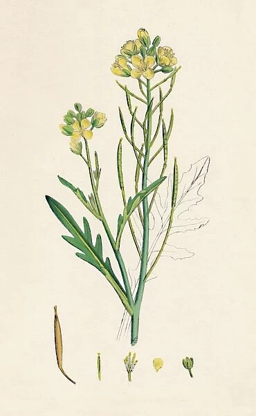 Brassica tenuifolia. Wall rocket, 19th Century