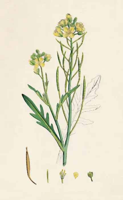 Framed Print : Brassica tenuifolia. Wall rocket, 19th Century Framed Print : Brassica tenuifolia. Wall rocket, 19th Century