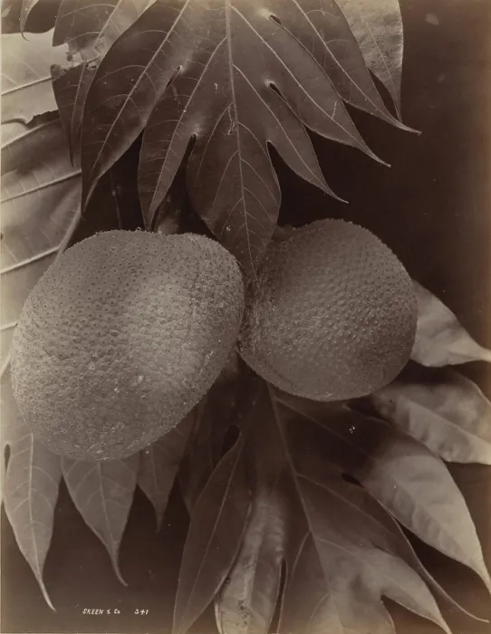 Framed Print : Bread Fruit, 1870. Creator: S. Slinn & Co Framed Print : Bread Fruit, 1870. Creator: S. Slinn & Co