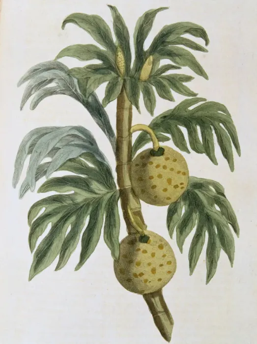 Framed Print : Breadfuit (Artocarpus incisus), 1823 Framed Print : Breadfuit (Artocarpus incisus), 1823
