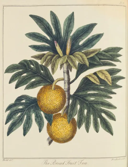Framed Print : Breadfuit (Artocarpus incisus), c1798 Framed Print : Breadfuit (Artocarpus incisus), c1798