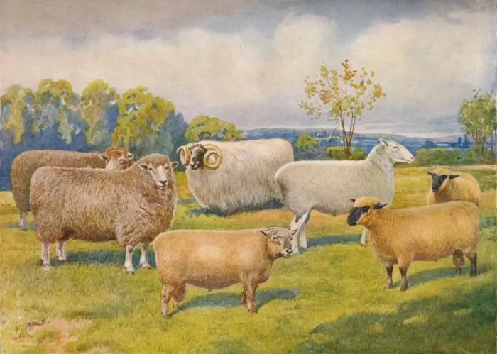 Framed Print : Breeds of sheep, c1902 (c1910). Artist: Frank Babbage Framed Print : Breeds of sheep, c1902 (c1910). Artist: Frank Babbage