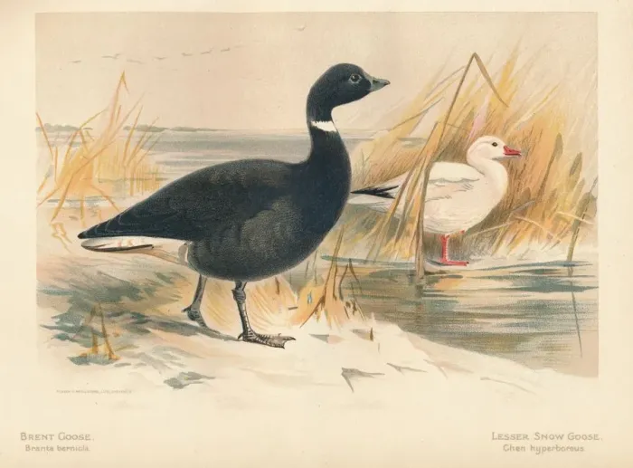 Framed Print : Brent Goose (Branta bernicla), Lesser Snow Goose (Chen hyperboreus), 1900, (1900). Artist: Charles Whymper Framed Print : Brent Goose (Branta bernicla), Lesser Snow Goose (Chen hyperboreus), 1900, (1900). Artist: Charles Whymper