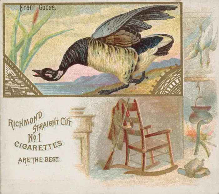 Framed Print : Brent Goose, from the Game Birds series (N40) for Allen & Ginter Cigarettes, 1888-90 Framed Print : Brent Goose, from the Game Birds series (N40) for Allen & Ginter Cigarettes, 1888-90