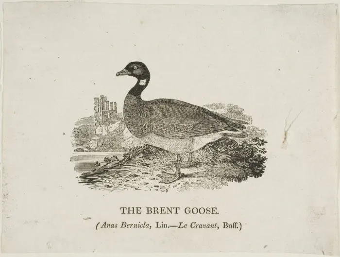 Framed Print : Brent Goose, n. d. Creator: Thomas Bewick Framed Print : Brent Goose, n. d. Creator: Thomas Bewick
