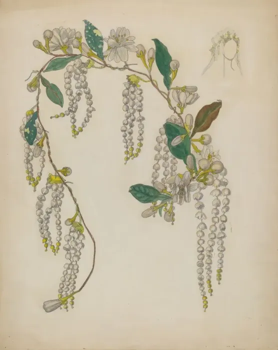 Framed Print : Bridal Wreath, 1935 / 1942. Creator: Verna Tallman Framed Print : Bridal Wreath, 1935 / 1942. Creator: Verna Tallman