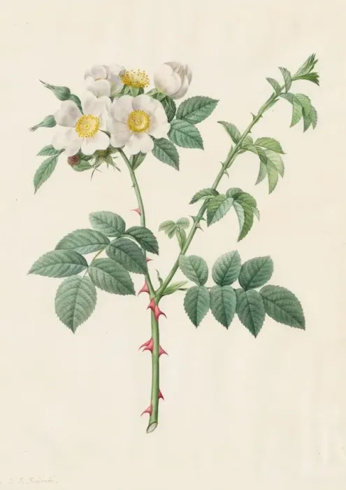 Framed Print : Brier Bush Rose or Dog Rose (Rosa Leucantha), 1817-1824. Creator: Henry Joseph Redouté Framed Print : Brier Bush Rose or Dog Rose (Rosa Leucantha), 1817-1824. Creator: Henry Joseph Redouté