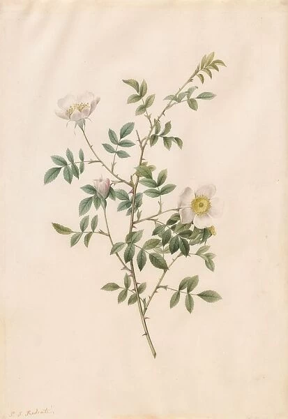 Brier Bush Rose or Dog Rose (Rosa Sepium Rosea), 1817-1824. Creator: Henry Joseph Redouté