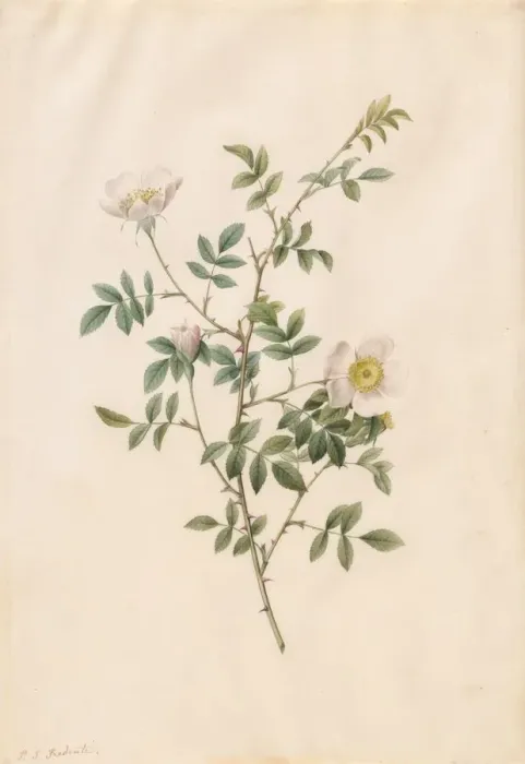 Framed Print : Brier Bush Rose or Dog Rose (Rosa Sepium Rosea), 1817-1824. Creator: Henry Joseph Redouté Framed Print : Brier Bush Rose or Dog Rose (Rosa Sepium Rosea), 1817-1824. Creator: Henry Joseph Redouté