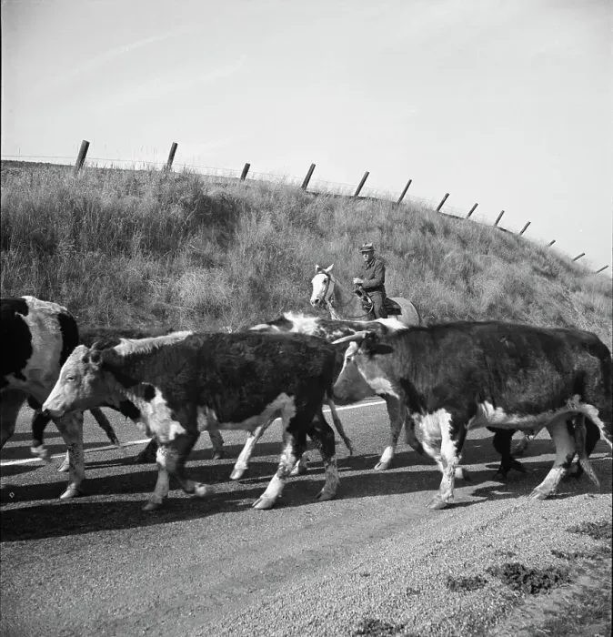 Framed Print : Bringing cattle in from the range, Contra Costa County, California, 1938. Creator: Dorothea Lange Framed Print : Bringing cattle in from the range, Contra Costa County, California, 1938. Creator: Dorothea Lange