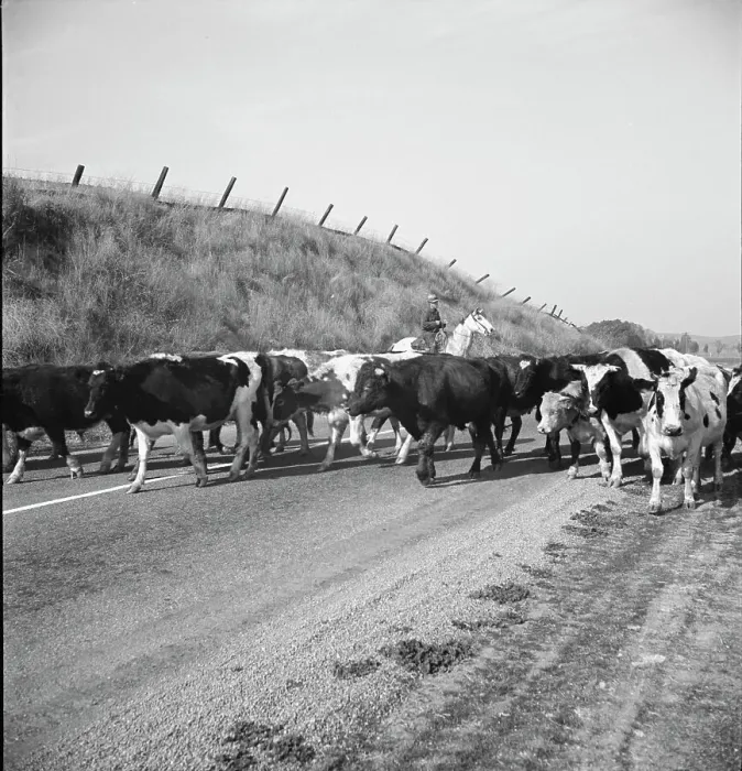 Framed Print : Bringing cattle in from the range, Contra Costa County, California, 1938. Creator: Dorothea Lange Framed Print : Bringing cattle in from the range, Contra Costa County, California, 1938. Creator: Dorothea Lange