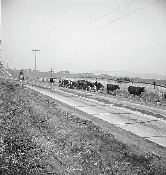 Bringing cattle in from the range, Contra Costa County, California, 1938. Creator: Dorothea Lange