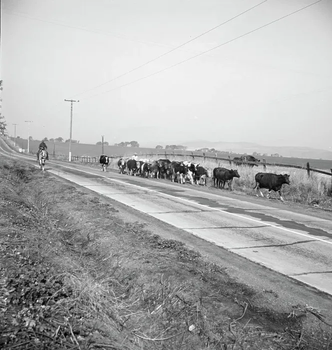Framed Print : Bringing cattle in from the range, Contra Costa County, California, 1938. Creator: Dorothea Lange Framed Print : Bringing cattle in from the range, Contra Costa County, California, 1938. Creator: Dorothea Lange