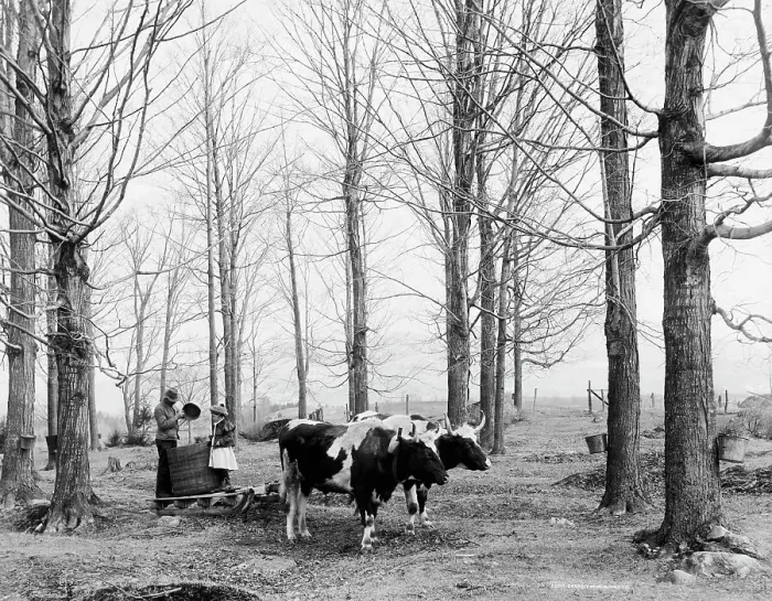 Framed Print : Bringing in the sap in a maple sugar camp, between 1900 and 1906. Creator: Unknown Framed Print : Bringing in the sap in a maple sugar camp, between 1900 and 1906. Creator: Unknown