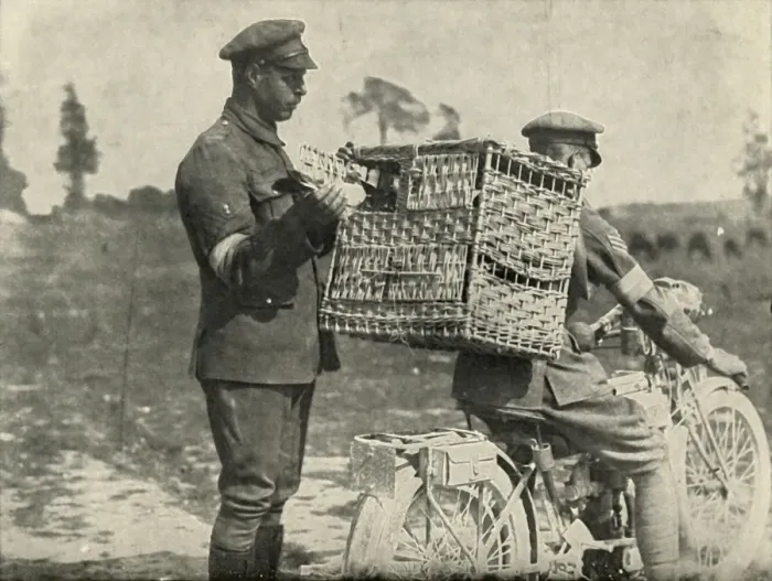 Framed Print : British Army Carrier Pigeons in France, (1919). Creator: Unknown Framed Print : British Army Carrier Pigeons in France, (1919). Creator: Unknown