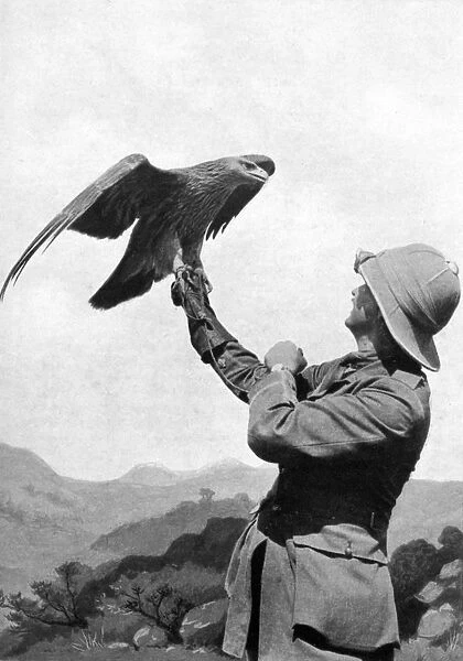 A British officer with a tamed golden eagle, Salonika, Greece, First World War, 1914-1918, (c1920)
