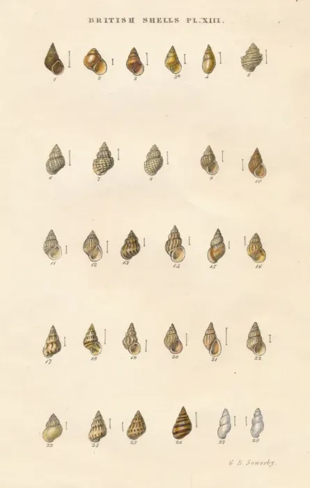 Framed Print : British Shells, c1859. Creator: George Brettingham Sowerby Framed Print : British Shells, c1859. Creator: George Brettingham Sowerby
