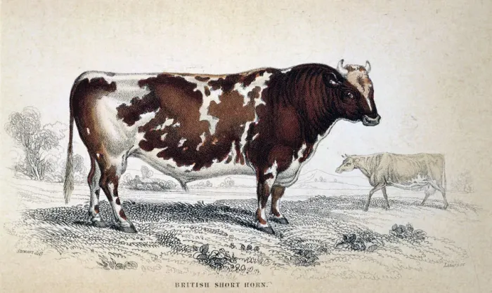 Framed Print : British Short Horn, 1839 Framed Print : British Short Horn, 1839