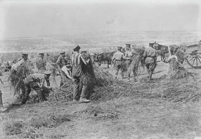 Framed Print : British soldiers feed horses, Apr 1917. Creator: Bain News Service Framed Print : British soldiers feed horses, Apr 1917. Creator: Bain News Service