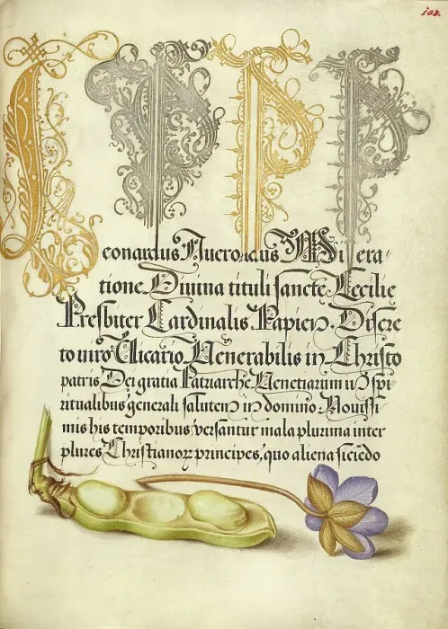 Framed Print : Broad Bean and Liverleaf; Mira calligraphiae monumenta, 1561-1562; illumination added 1591-1596. Creator: Joris Hoefnagel Framed Print : Broad Bean and Liverleaf; Mira calligraphiae monumenta, 1561-1562; illumination added 1591-1596. Creator: Joris Hoefnagel