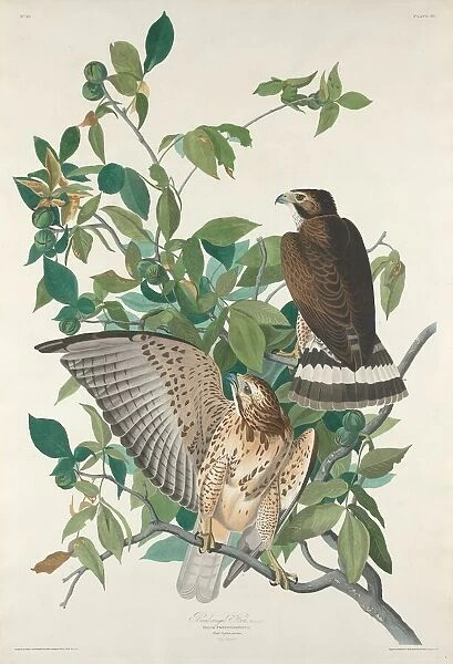 Broad-winged Hawk, 1830. Creator: Robert Havell