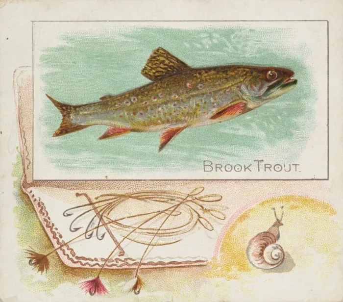 Framed Print : Brook Trout, from Fish from American Waters series (N39) for Allen & Framed Print : Brook Trout, from Fish from American Waters series (N39) for Allen &