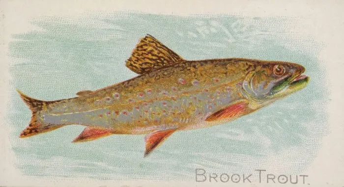 Framed Print : Brook Trout, from the Fish from American Waters series (N8) for Allen & Framed Print : Brook Trout, from the Fish from American Waters series (N8) for Allen &