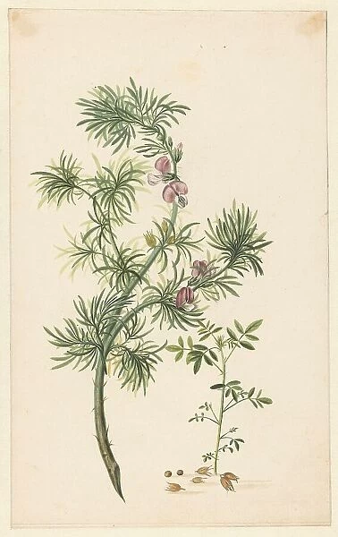 Broom (Genista), 1685. Creator: Herman Henstenburgh