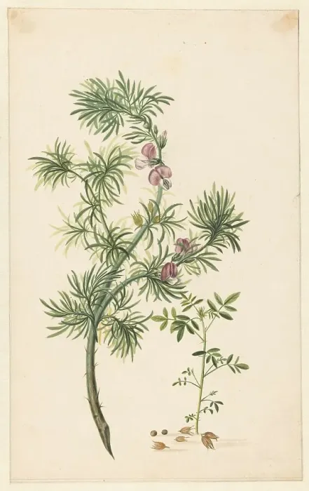 Framed Print : Broom (Genista), 1685. Creator: Herman Henstenburgh Framed Print : Broom (Genista), 1685. Creator: Herman Henstenburgh
