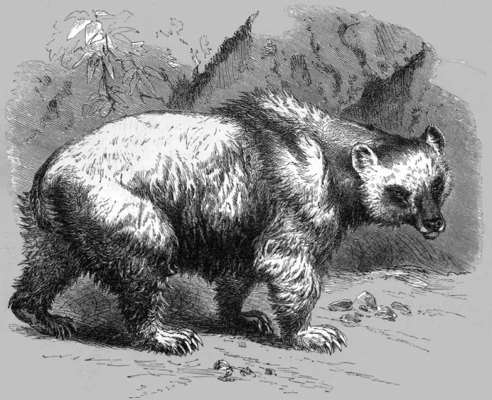 Framed Print : The Brown Bear; Notes of a Naturalist in the North-Western Provinces of India, 1875. Creator: Charles Horne Framed Print : The Brown Bear; Notes of a Naturalist in the North-Western Provinces of India, 1875. Creator: Charles Horne