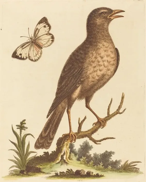 Framed Print : Brown Bird with a Butterfly. Creator: George Edwards Framed Print : Brown Bird with a Butterfly. Creator: George Edwards