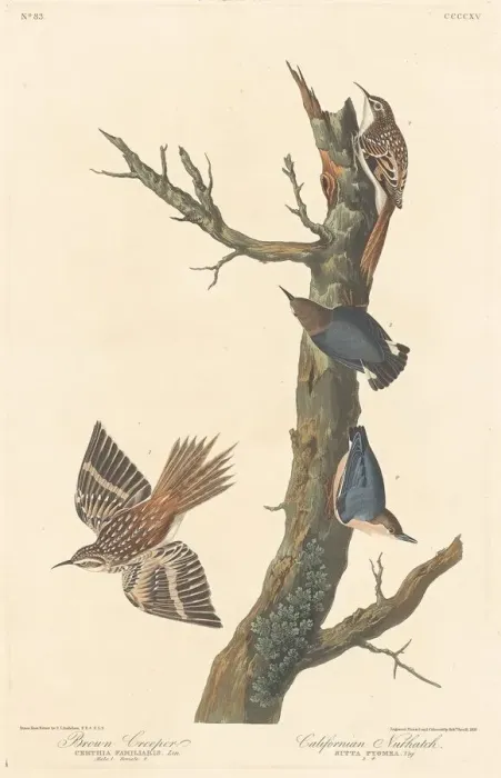 Framed Print : Brown Creeper and Californian Nuthatch, 1838. Creator: Robert Havell Framed Print : Brown Creeper and Californian Nuthatch, 1838. Creator: Robert Havell